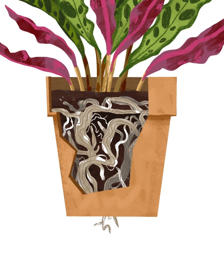 Calathea Rattlesnake Plant Care Guide